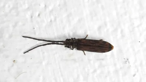 Tenomerga trabecula