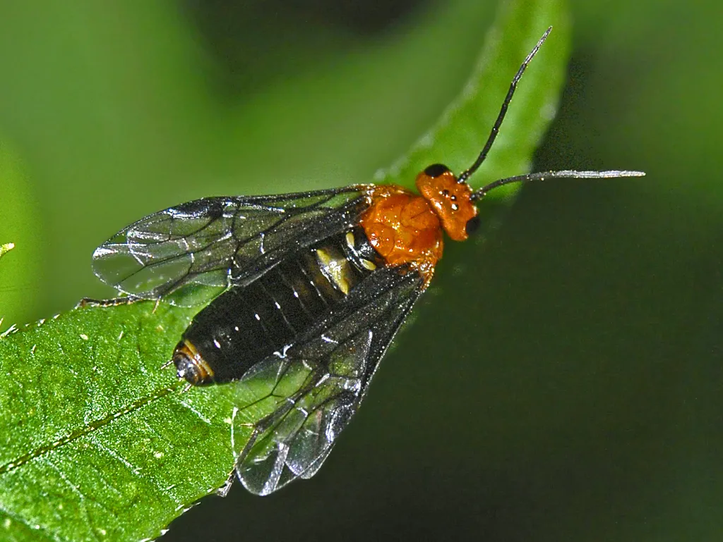 Common Sawflies - photo 2