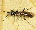Tenthredo angulifer