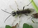 Tenthredo angulifer - photo 2