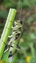 Tenthredo angulifer - photo 3