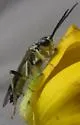 Tenthredo angulifer - photo 4