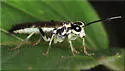 Tenthredo angulifer - photo 5