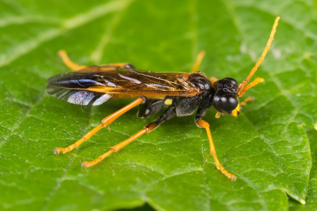 Tenthredo campestris - photo 3