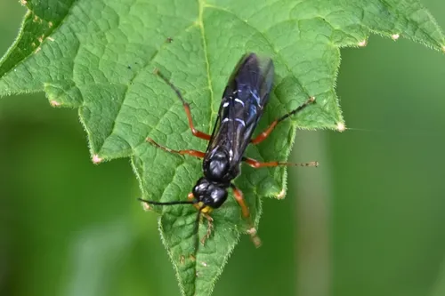 Tenthredo erythromera