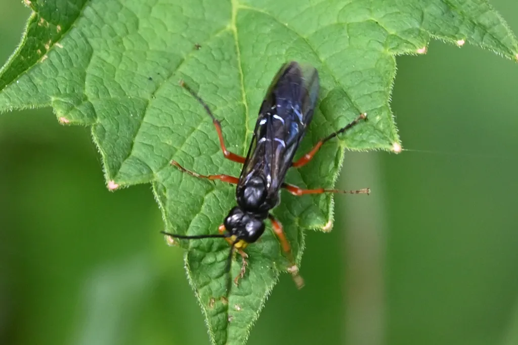 Tenthredo erythromera - photo 2