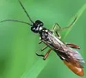 Tenthredo eximia