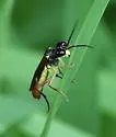 Tenthredo eximia - photo 2