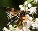 Tenthredo fernaldii