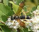 Tenthredo fernaldii - photo 2