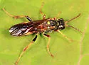 Tenthredo fernaldii - photo 3