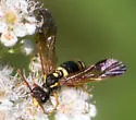 Tenthredo fernaldii - photo 4