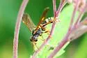 Tenthredo fernaldii - photo 5