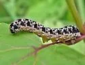 Tenthredo grandis