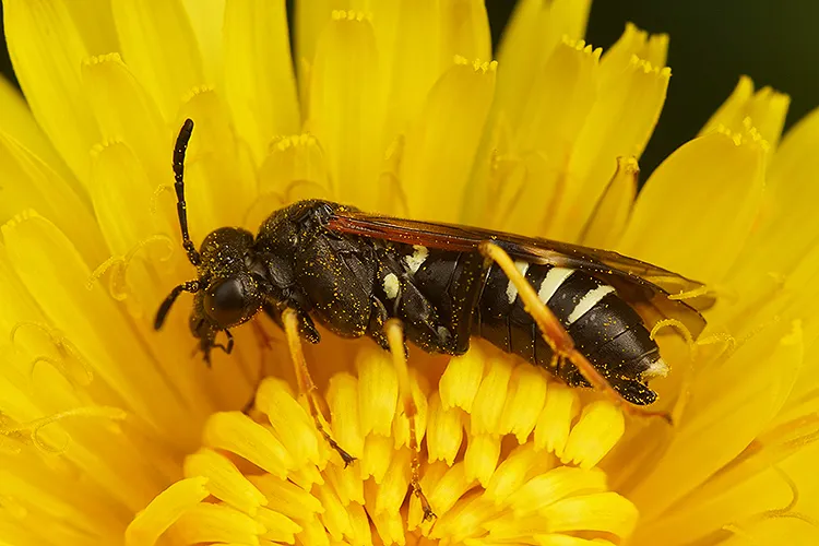 Tenthredo koehleri - photo 2