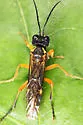 Tenthredo leucostoma - photo 4