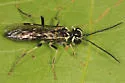 Tenthredo lobata