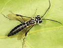 Tenthredo lobata - photo 2