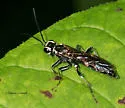 Tenthredo lobata - photo 3