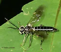 Tenthredo lobata - photo 4
