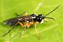 Tenthredo masneri