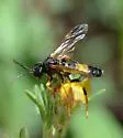 Tenthredo maxima - Tenthredo maxima