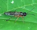 Tenthredo mellicoxa