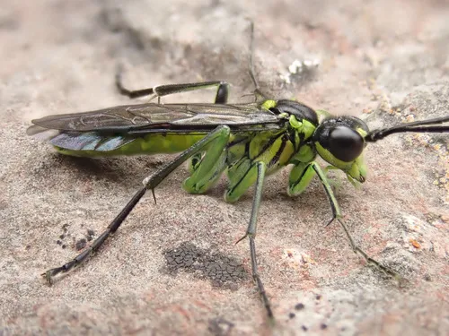 Common Green-Tenthredo