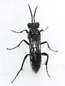 Tenthredo nimbipennis
