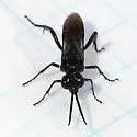 Tenthredo nimbipennis - photo 2