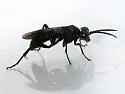 Tenthredo nimbipennis - photo 3