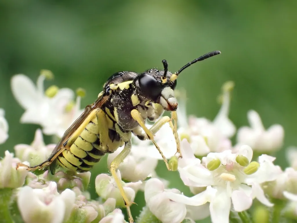 Yellow-sided Clover-sawfly - photo 2