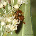 Tenthredo obscuripennis