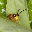 Tenthredo obscuripennis - photo 2