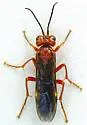 Tenthredo obscuripennis - photo 3