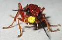 Tenthredo obscuripennis - photo 4