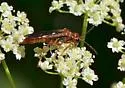 Tenthredo obscuripennis - photo 5