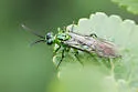 Tenthredo olivacea