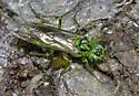 Tenthredo olivacea - photo 2