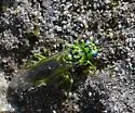 Tenthredo olivacea - photo 4