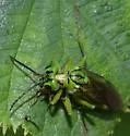 Tenthredo olivacea - photo 5