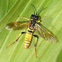 Tenthredo ornaticeps