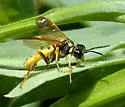 Tenthredo ornaticeps - photo 2