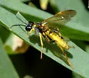 Tenthredo ornaticeps - photo 3