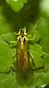 Tenthredo rhammisia