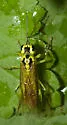 Tenthredo rhammisia - photo 2