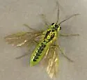 Tenthredo rhammisia - photo 3
