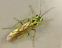 Tenthredo rhammisia - photo 4