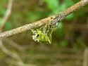 Tenthredo rhammisia - photo 5