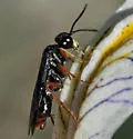 Tenthredo rubeola - photo 3